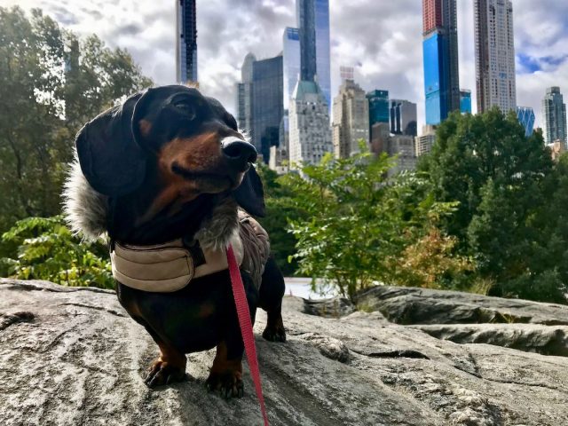 Dog in Central Park, New York City