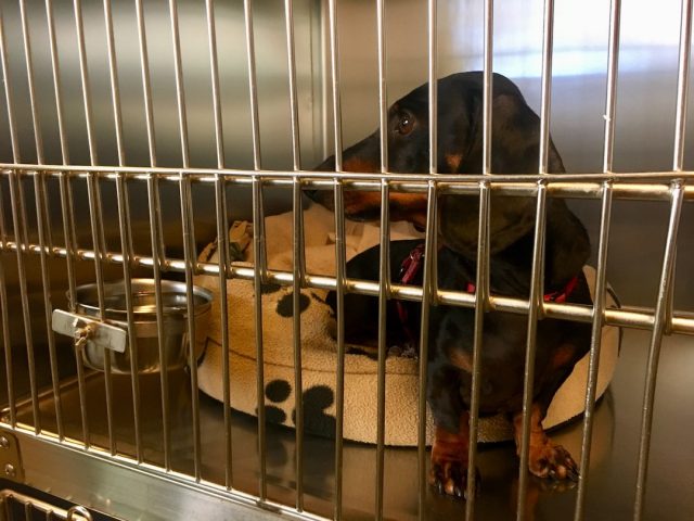 Dog inside the Disneyland kennel