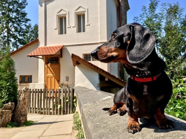 Dog-friendly Romania