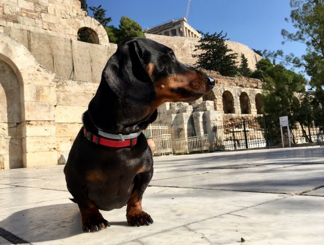 Dog near Acropolis in Athens