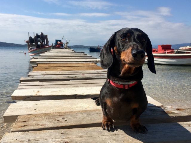 Dog on jetty in Greece