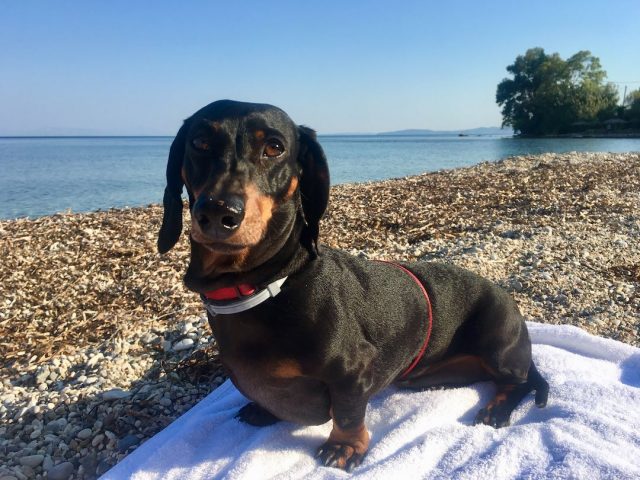 Dog on beach in Corfu