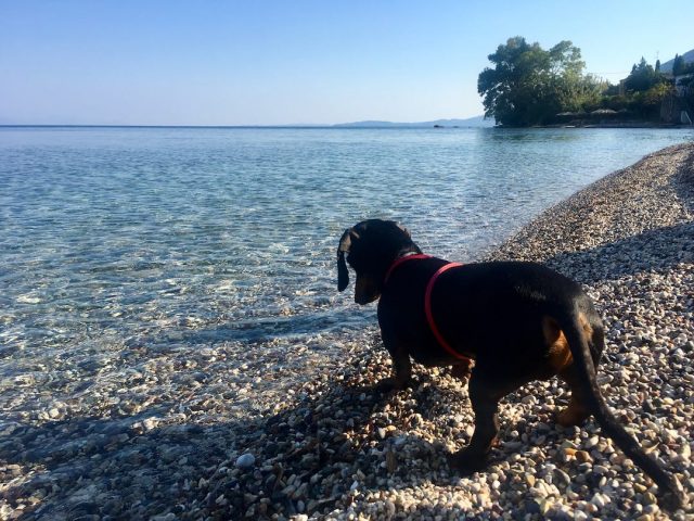 Dog on beach in Corfu