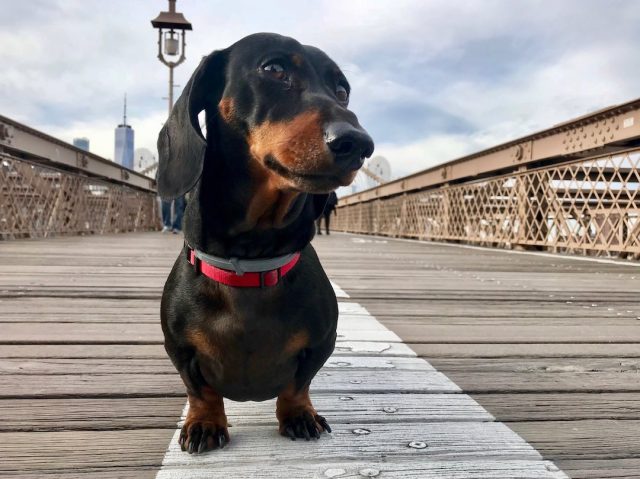 Dog-friendly NYC: Dog on Brooklyn Bridge