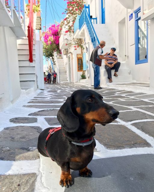 Dog on Streets of Mykonos Old Town