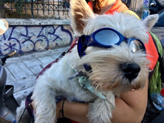 Dog on motorbike in Athens