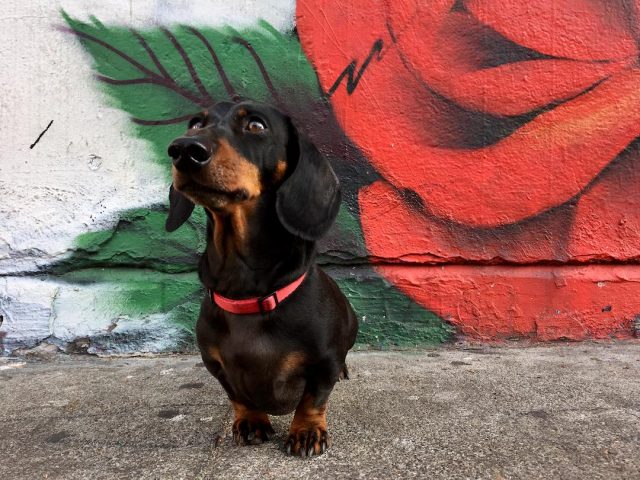 Dog in front of rose mural