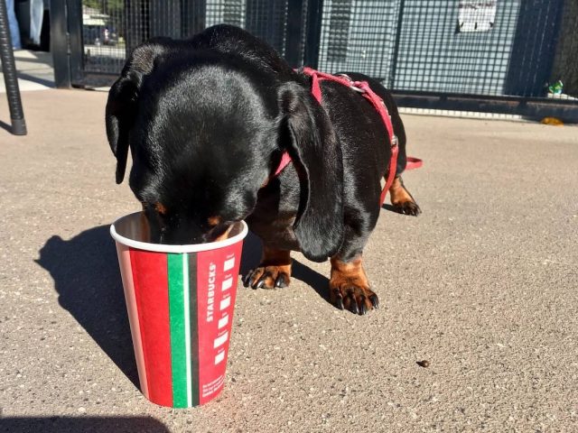 Dog drinking a Starbucks puppycinos