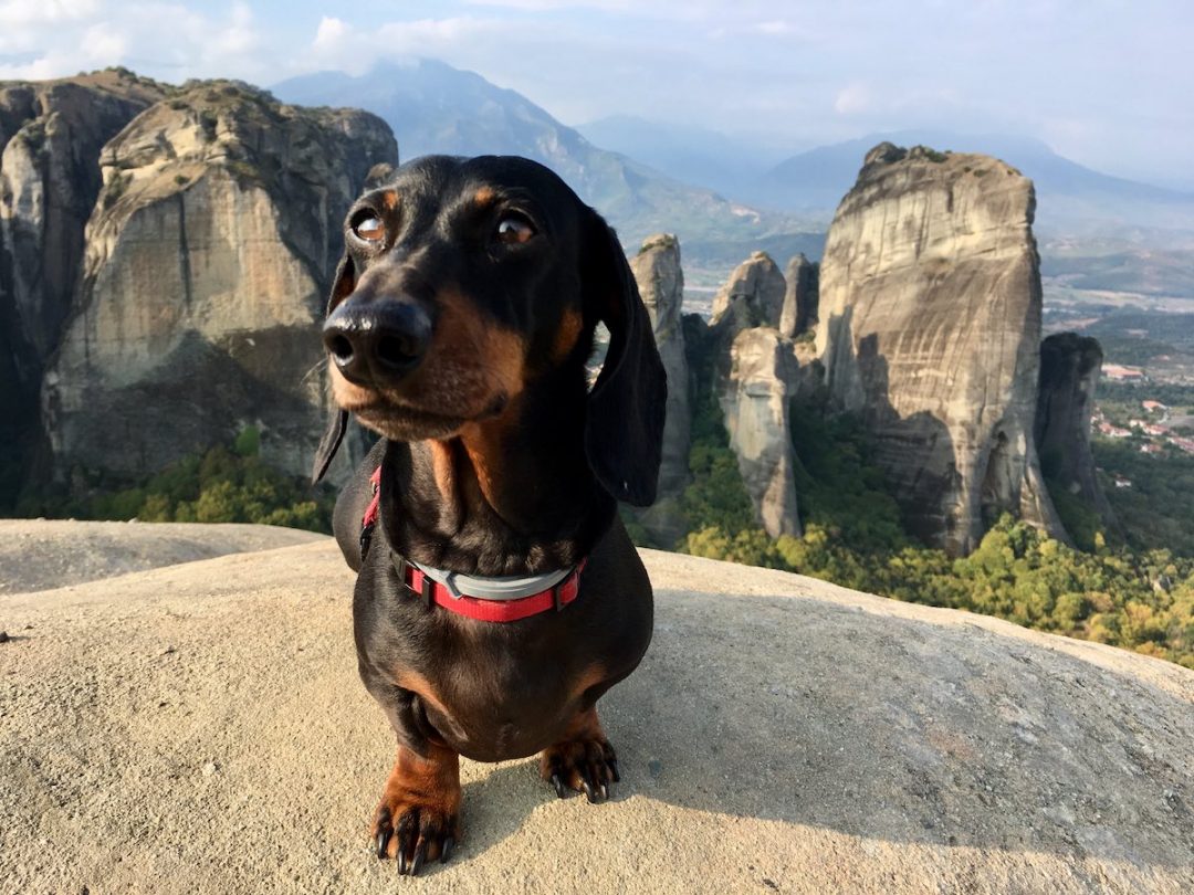 lufthansa emotional support dog