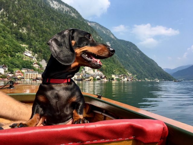 Dog on boat ride at Hallstatt