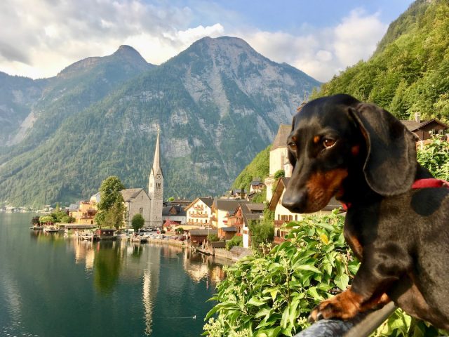 Travelling in Austria with a dog