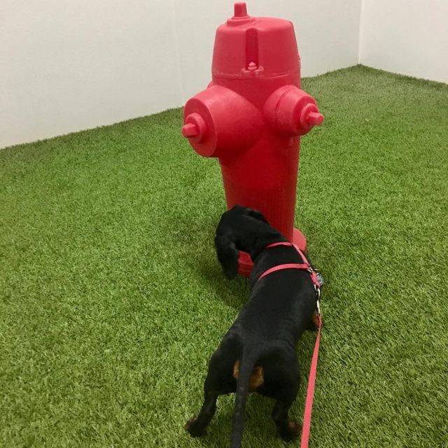 Dog at pet relief area