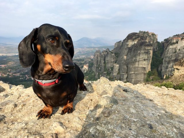 Dog at Meteora