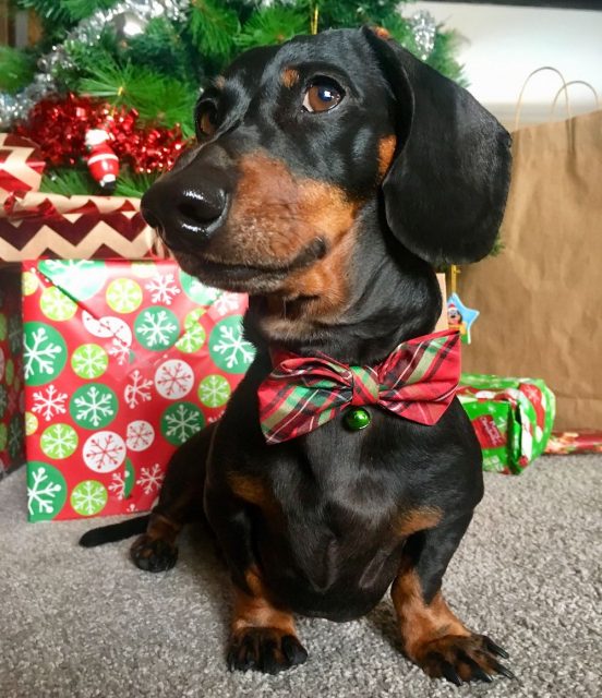 Dog in front of Christmas tree