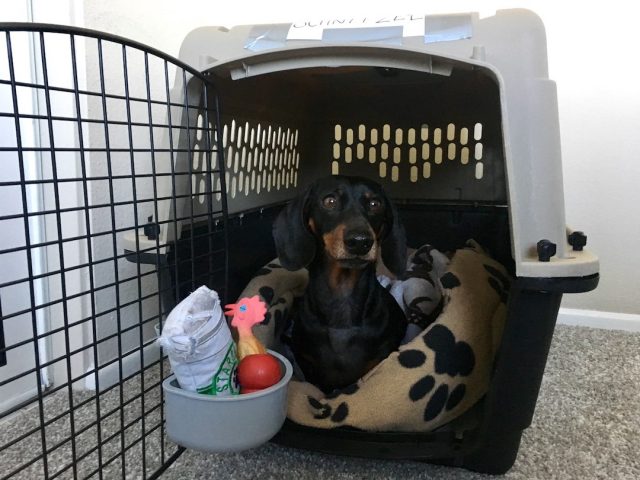 Dog in flight crate