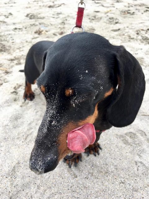 Dog on beach on the Ring of Kerry