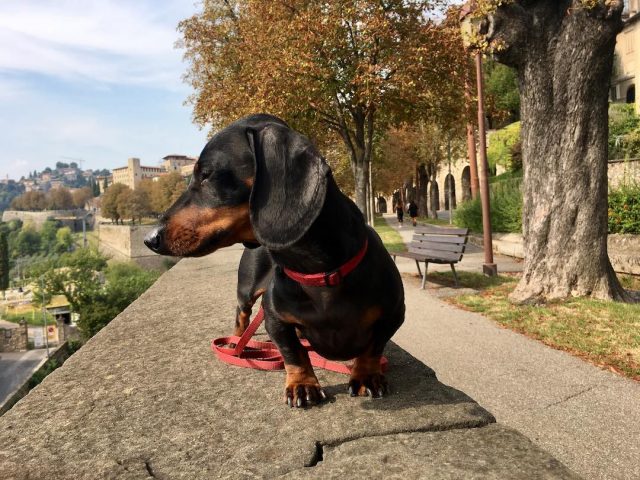 pet travel from the UK to the EU after Brexit