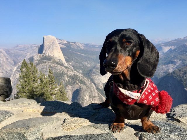 Yosemite Half Dome Dog