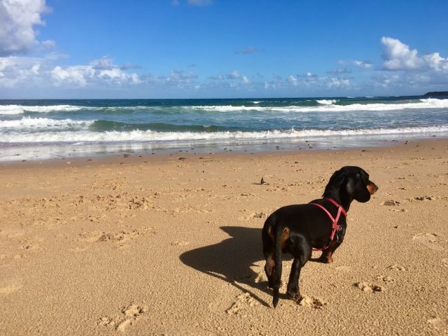 Dog at McCauley's Beach