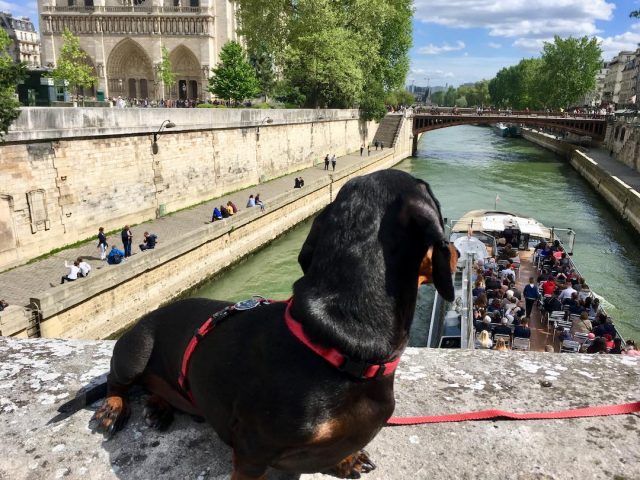 Dog at Seine