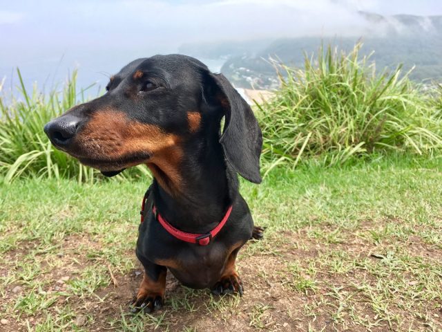 Dog at Bald Hill Lookout on a misty day