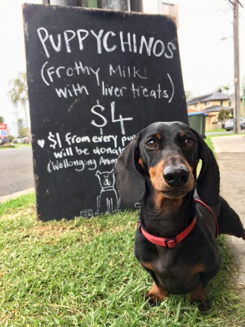 Puppychino sign at Honest Don's