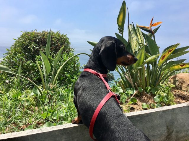 Dog in garden at Scarborough Hotel