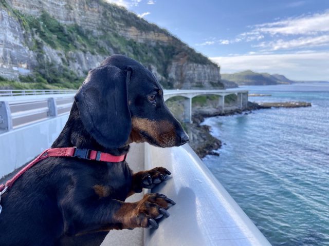 Walk on Sea Cliff Bridge with dog