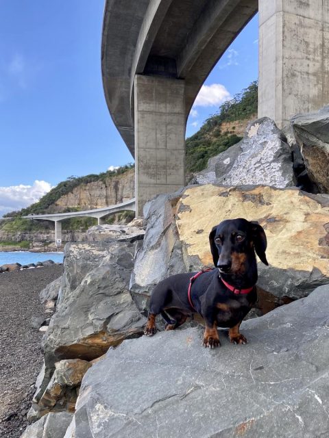 Underneath Sea Cliff Bridge with Dog