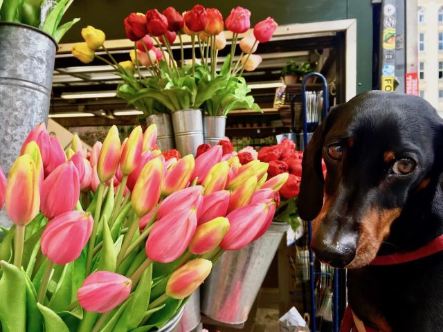 Dog with tulips in Netherlands