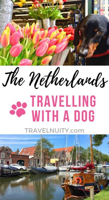 Dog-Friendly Netherlands pin