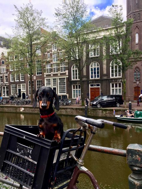 Travelling to the Netherlands with a dog
