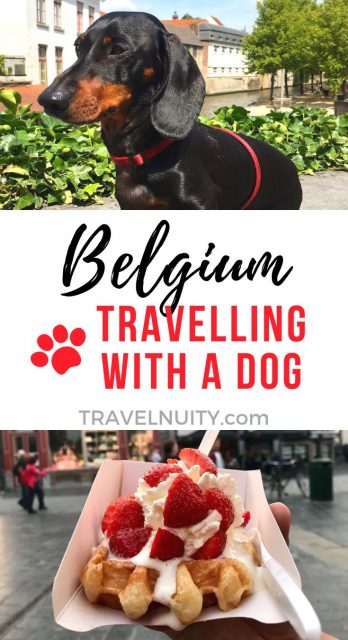 Travelling with a dog in Belgium pin