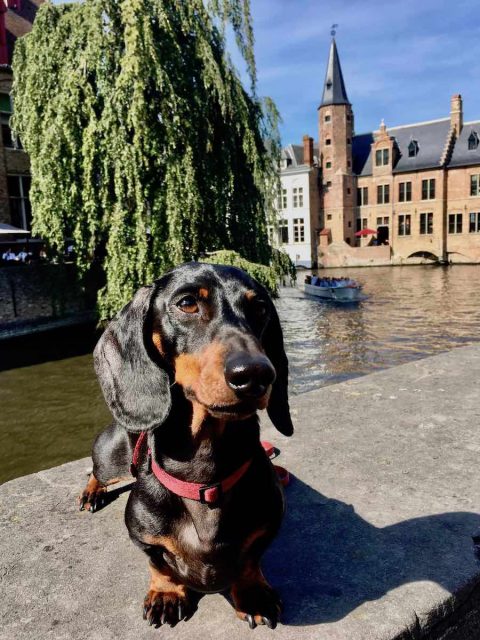 Dog-friendly Bruges