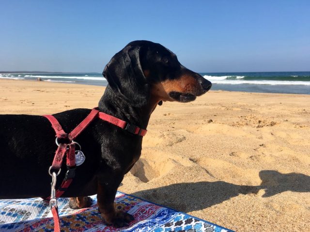 Dog on beach at Forster-Tuncurry