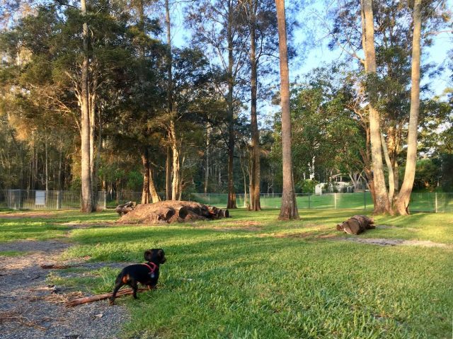 Schnitzel in the off-leash area