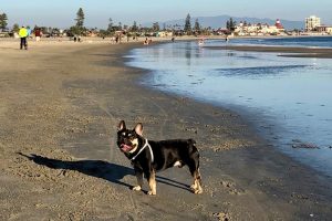 Dog-friendly San Diego