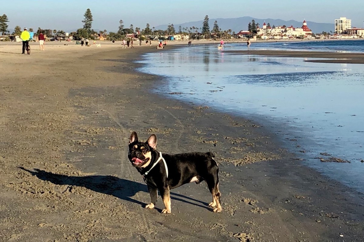 what beaches allow dogs in san diego