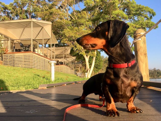 Dog-Friendly Forster-Tuncurry