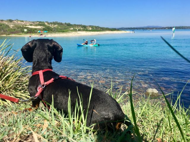 Dog at Forster