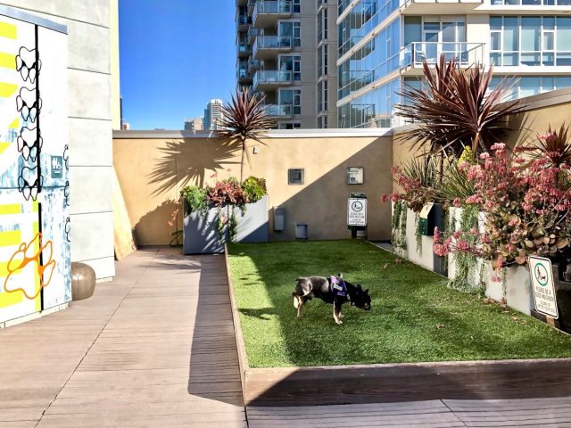 Dog-friendly hotels San Diego