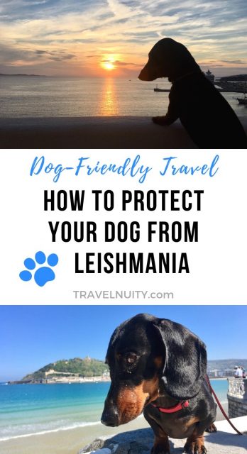 Protect Your Dog From Leishmania