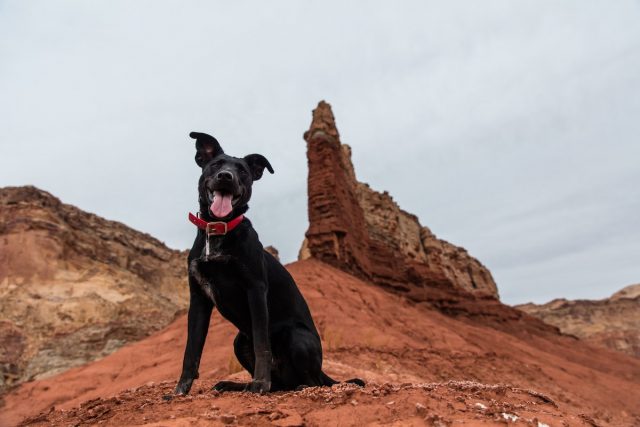 RVing with Dogs