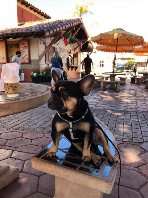 Dog at Seaport Village complex