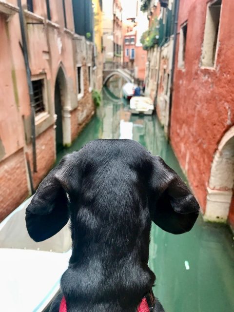 Visiting Venice with a dog