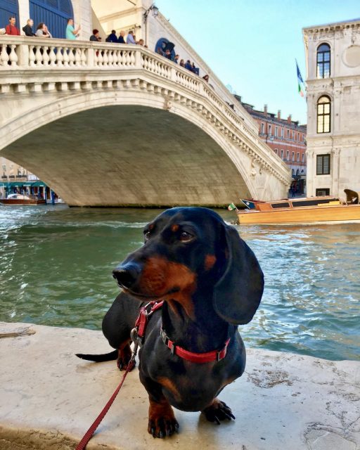 Dog next to the Rialto Bridge