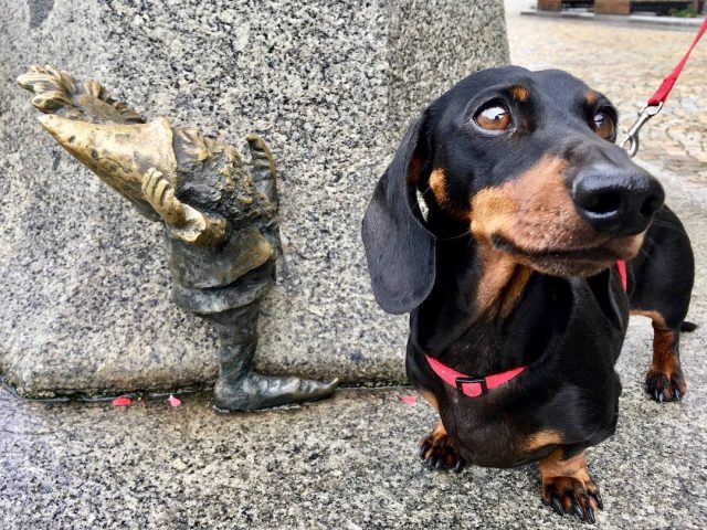 Dog-friendly sightseeing in Poland