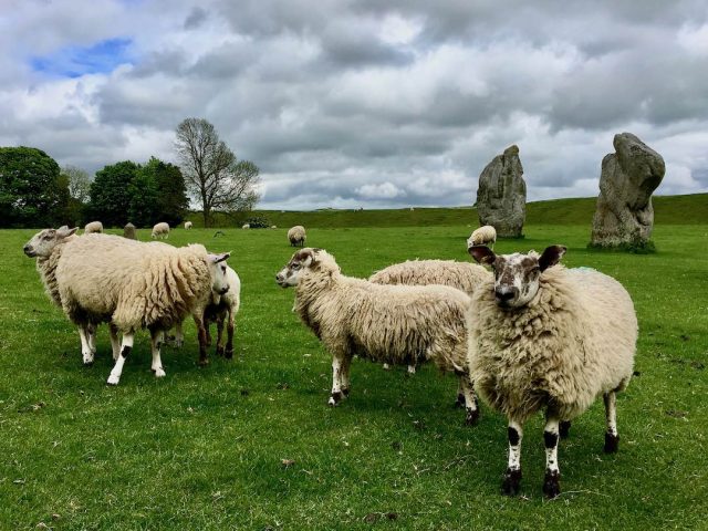 Sheep grazing around the standing stones of Avebury