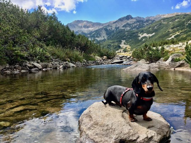 Hiking with a dog in Bulgaria