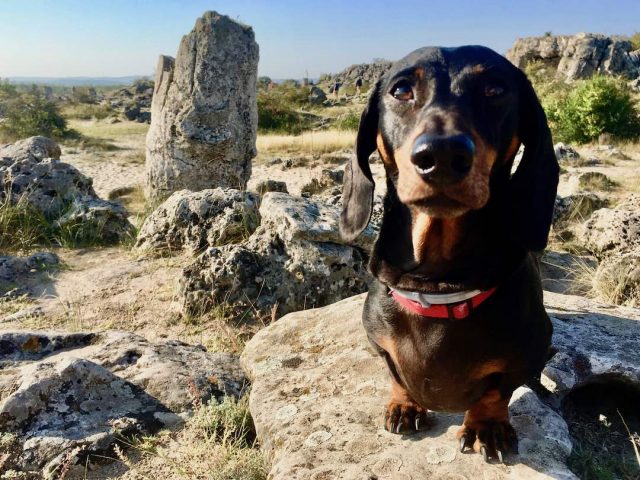 Rock formations near Varna in the Bulgarian countryside with dog